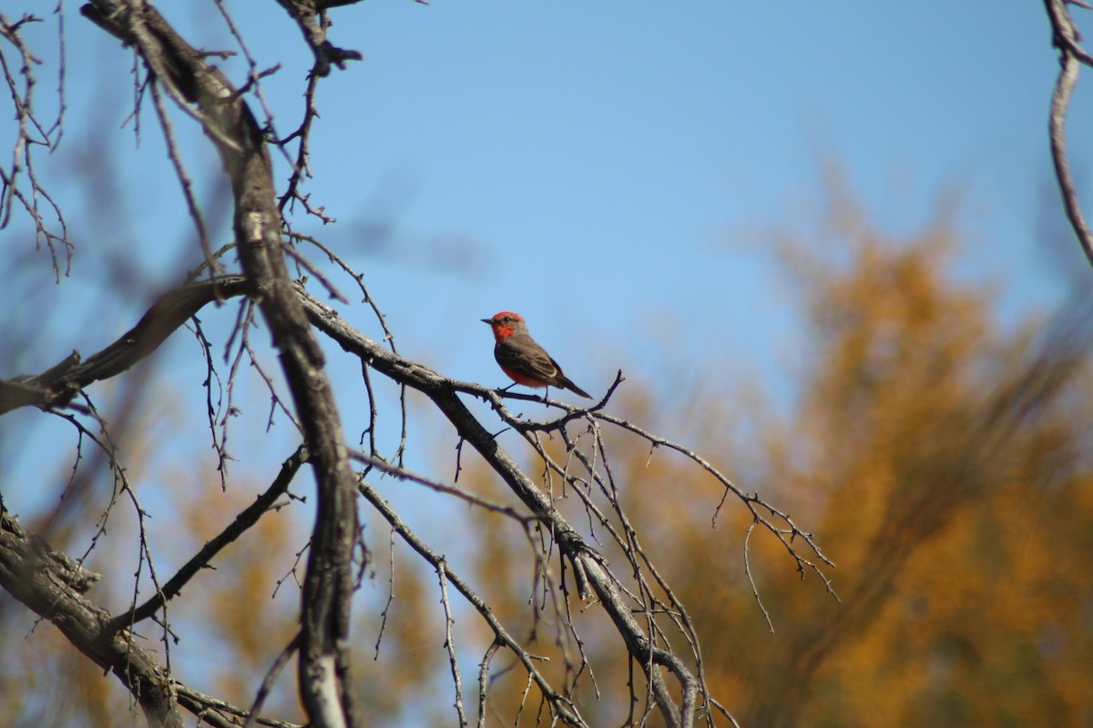 Vermilion Flycatcher - ML632508241