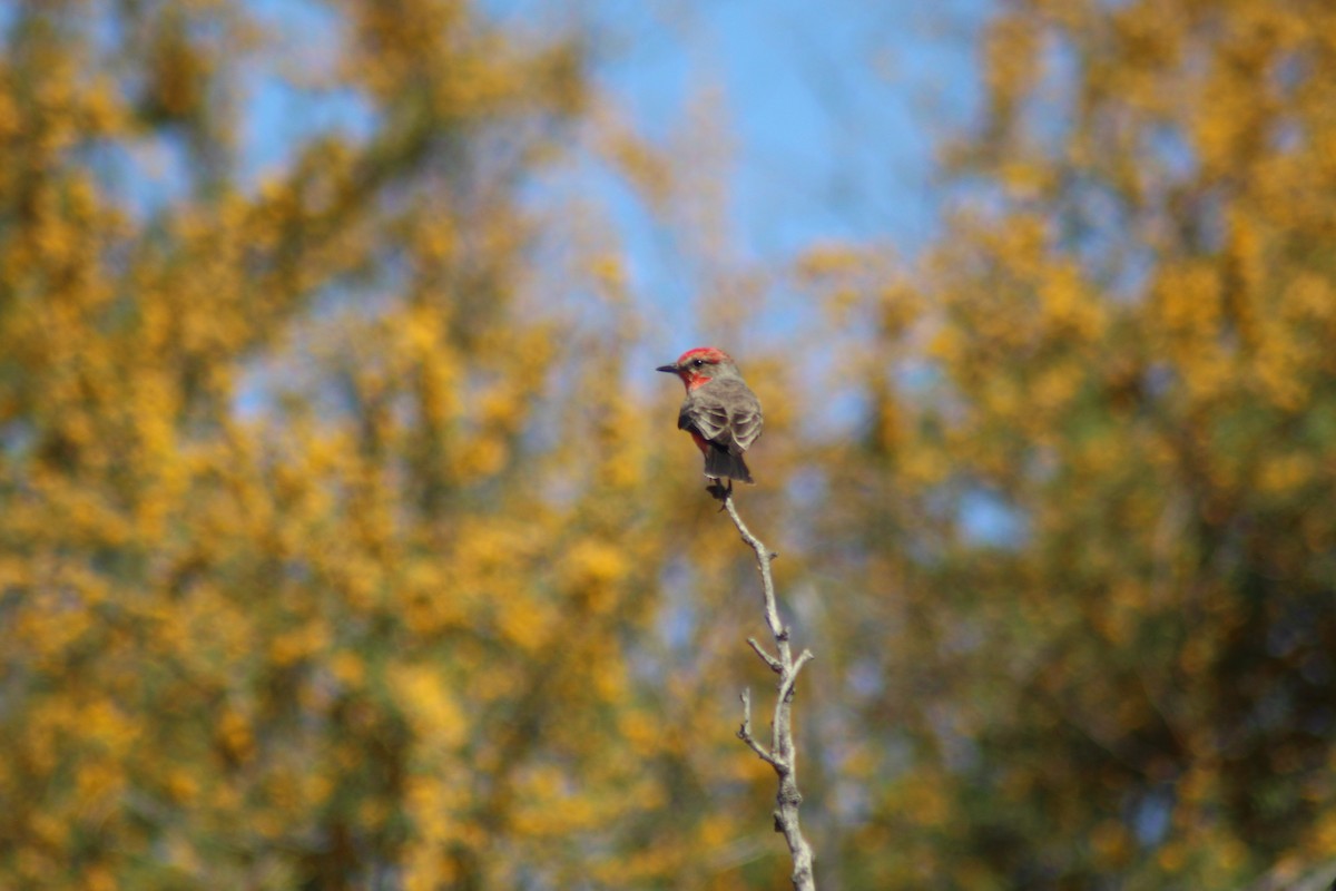 Vermilion Flycatcher - ML632508274