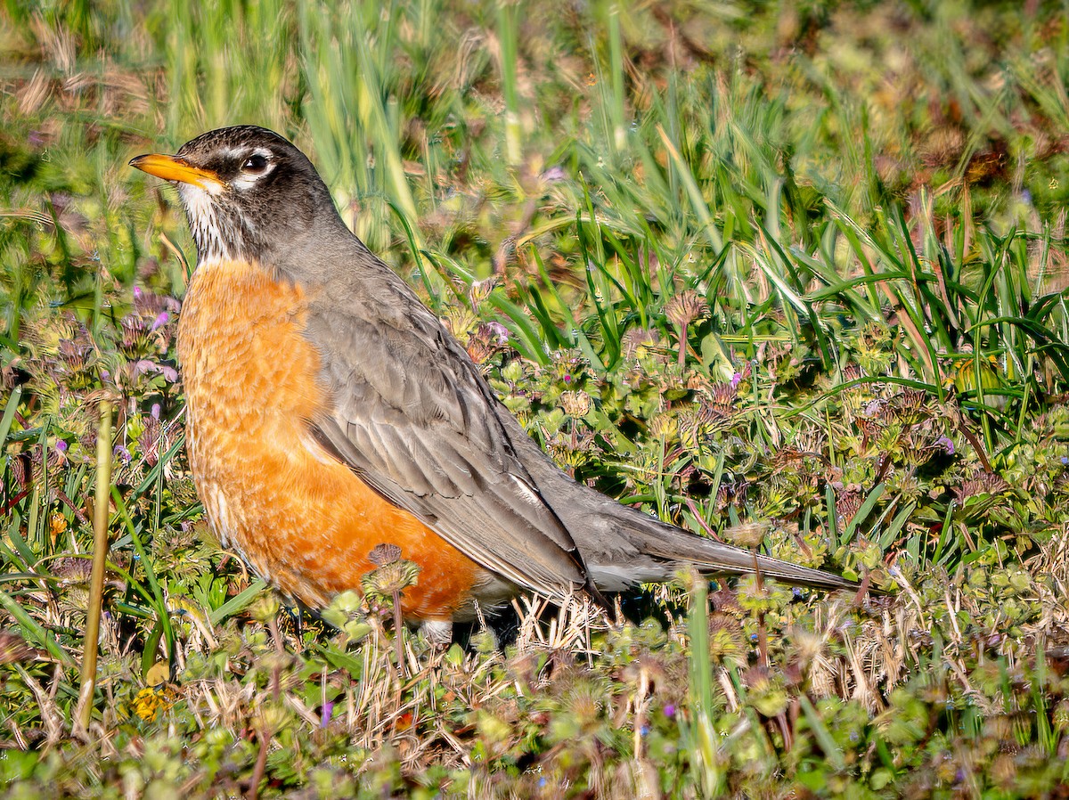 American Robin - ML632508278