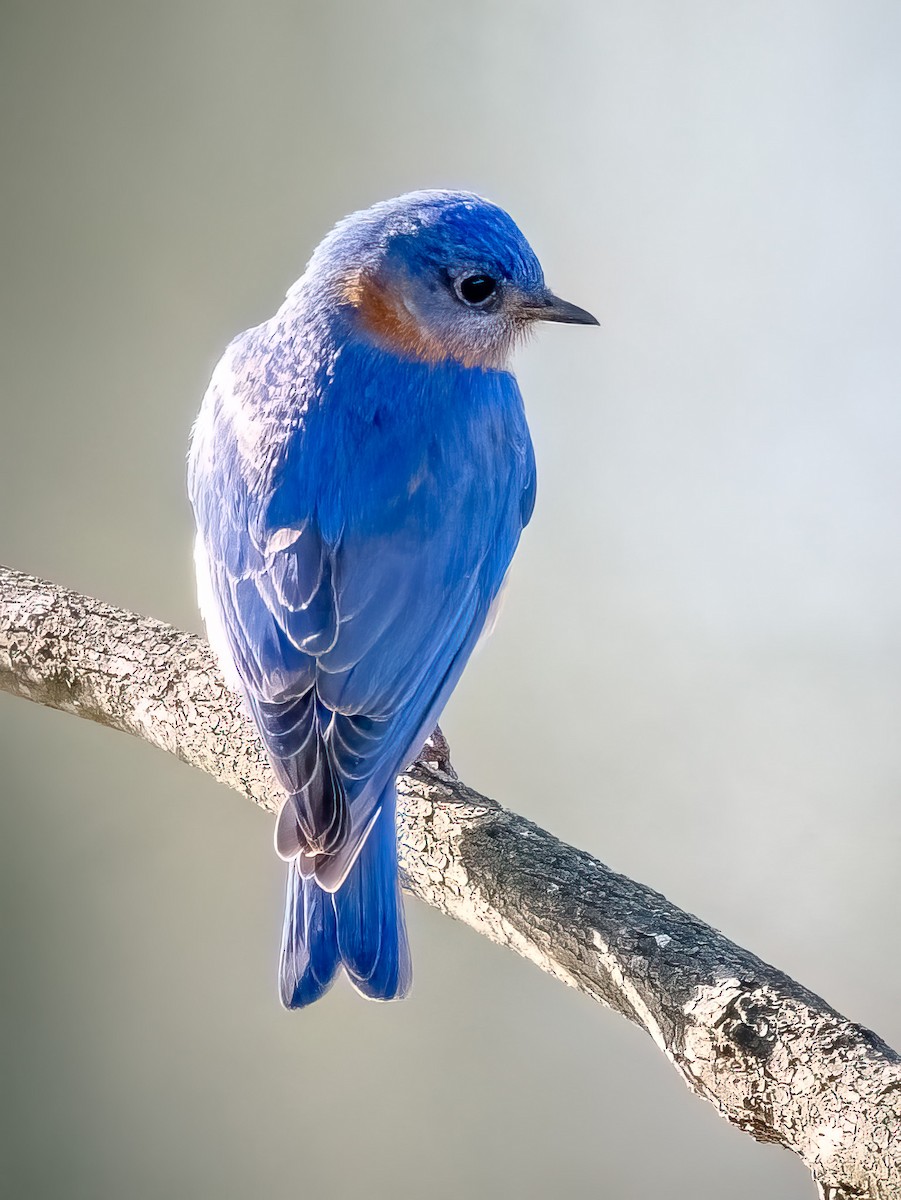 Eastern Bluebird - ML632508286