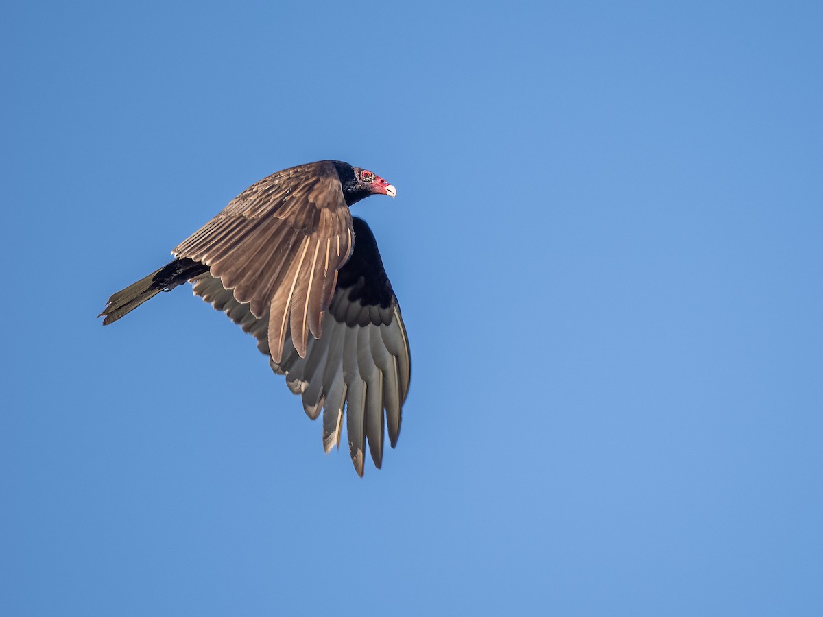 Turkey Vulture - ML632508291