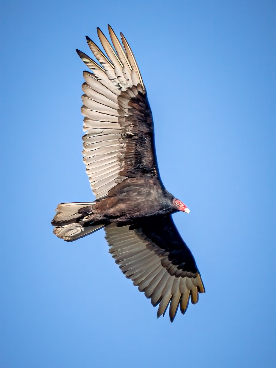 Turkey Vulture - ML632508302
