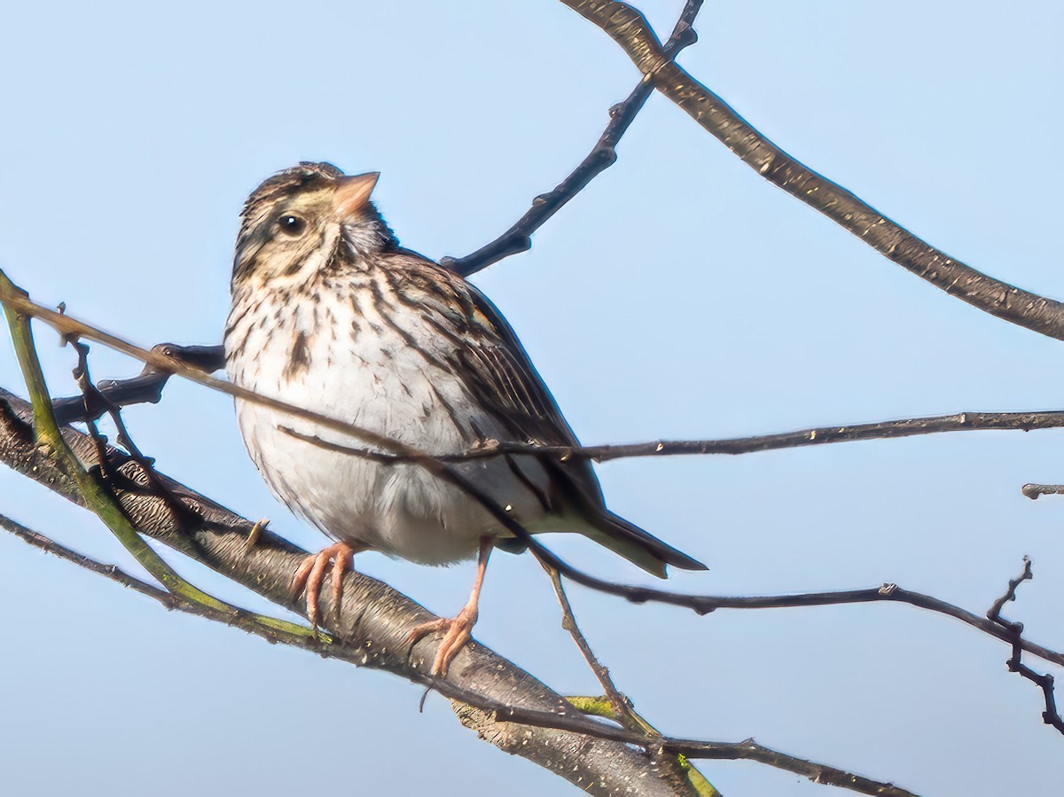 Savannah Sparrow - ML632508311