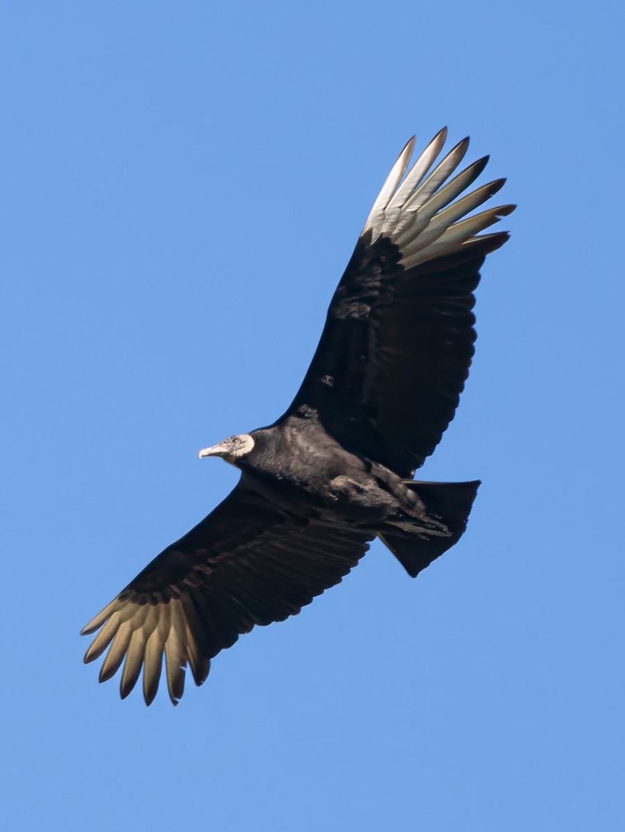 Black Vulture - ML632508343