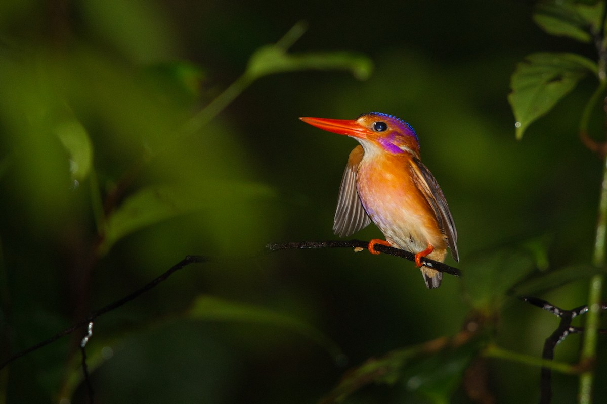 Sulawesi Dwarf-Kingfisher - ML632508403