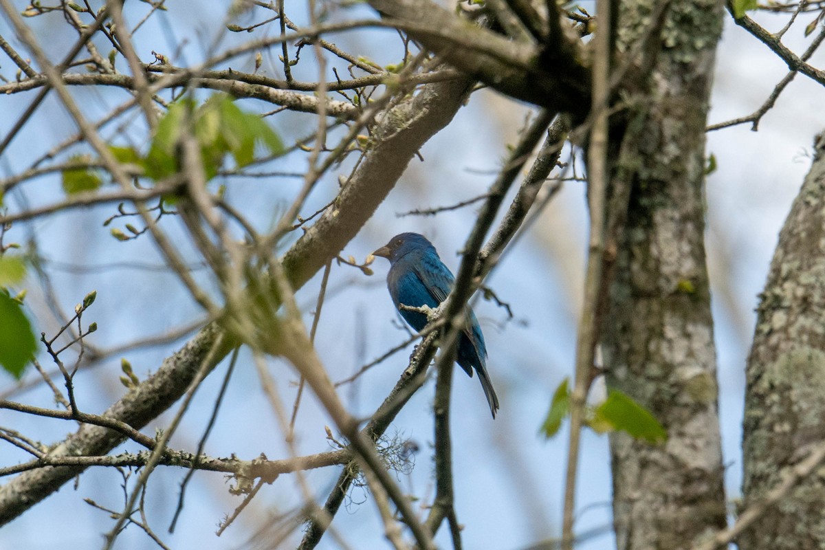 Indigo Bunting - ML632508427