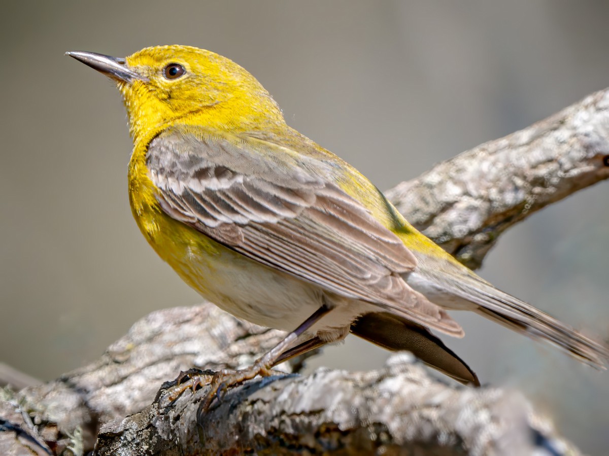 Pine Warbler - ML632508450