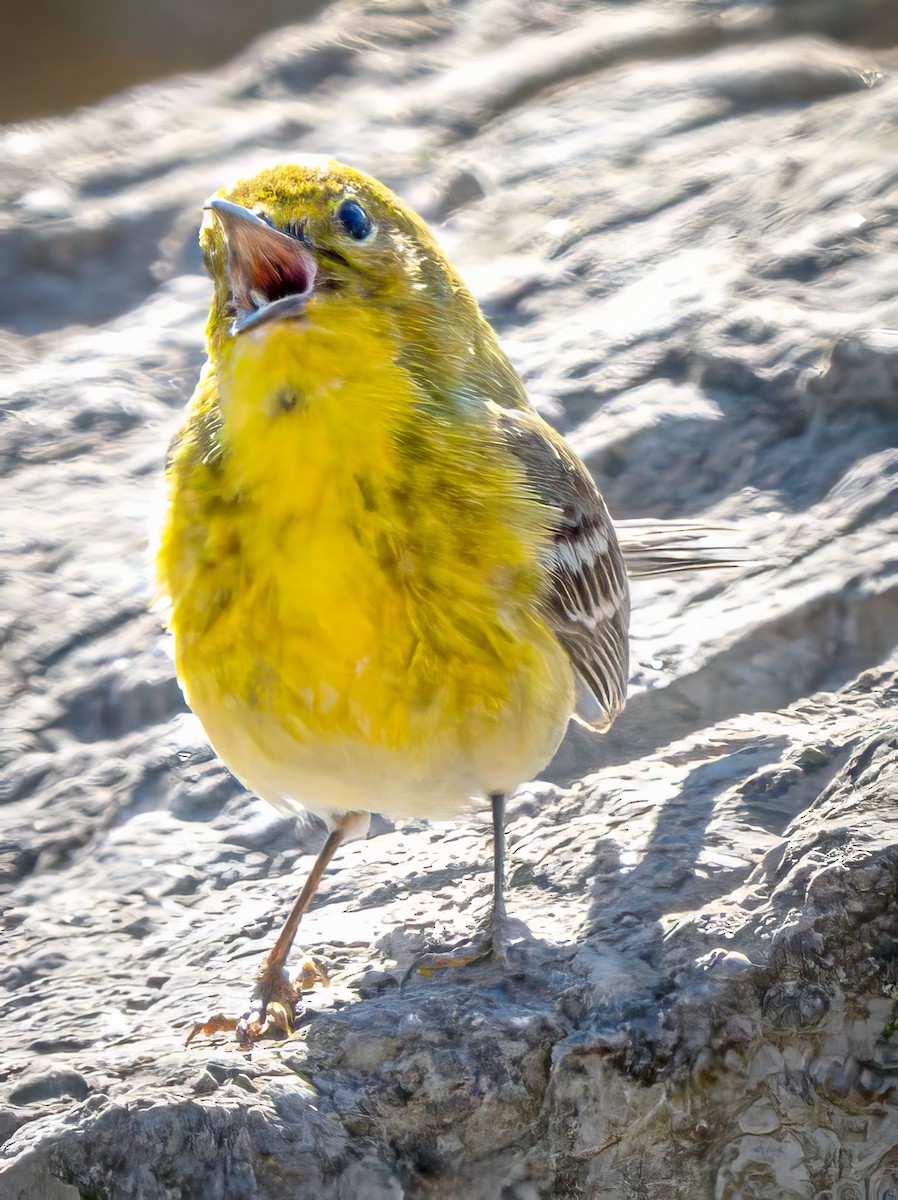 Pine Warbler - ML632508454