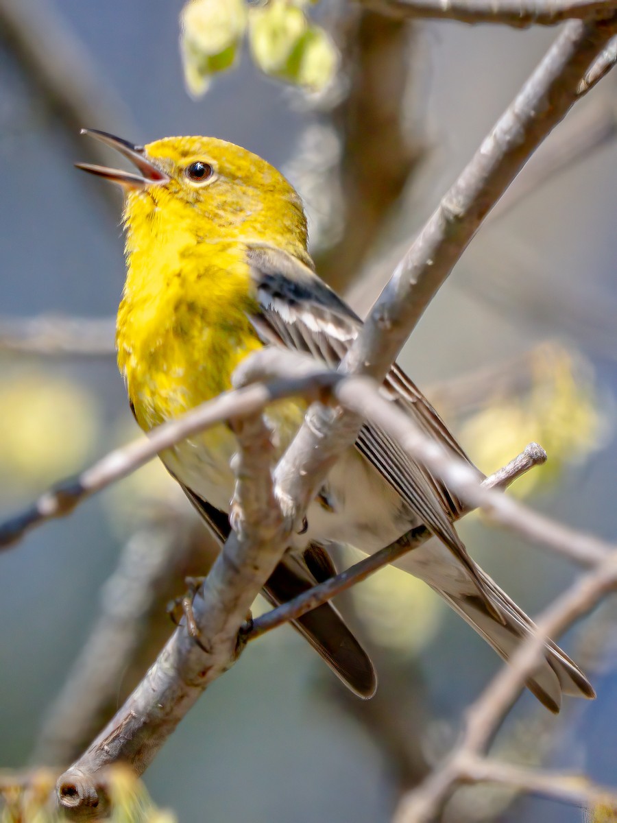 Pine Warbler - ML632508458
