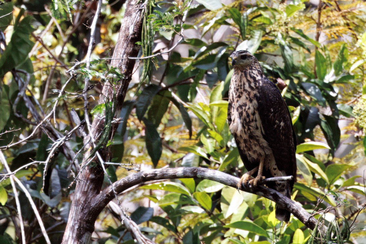 Common Black Hawk - ML632508461
