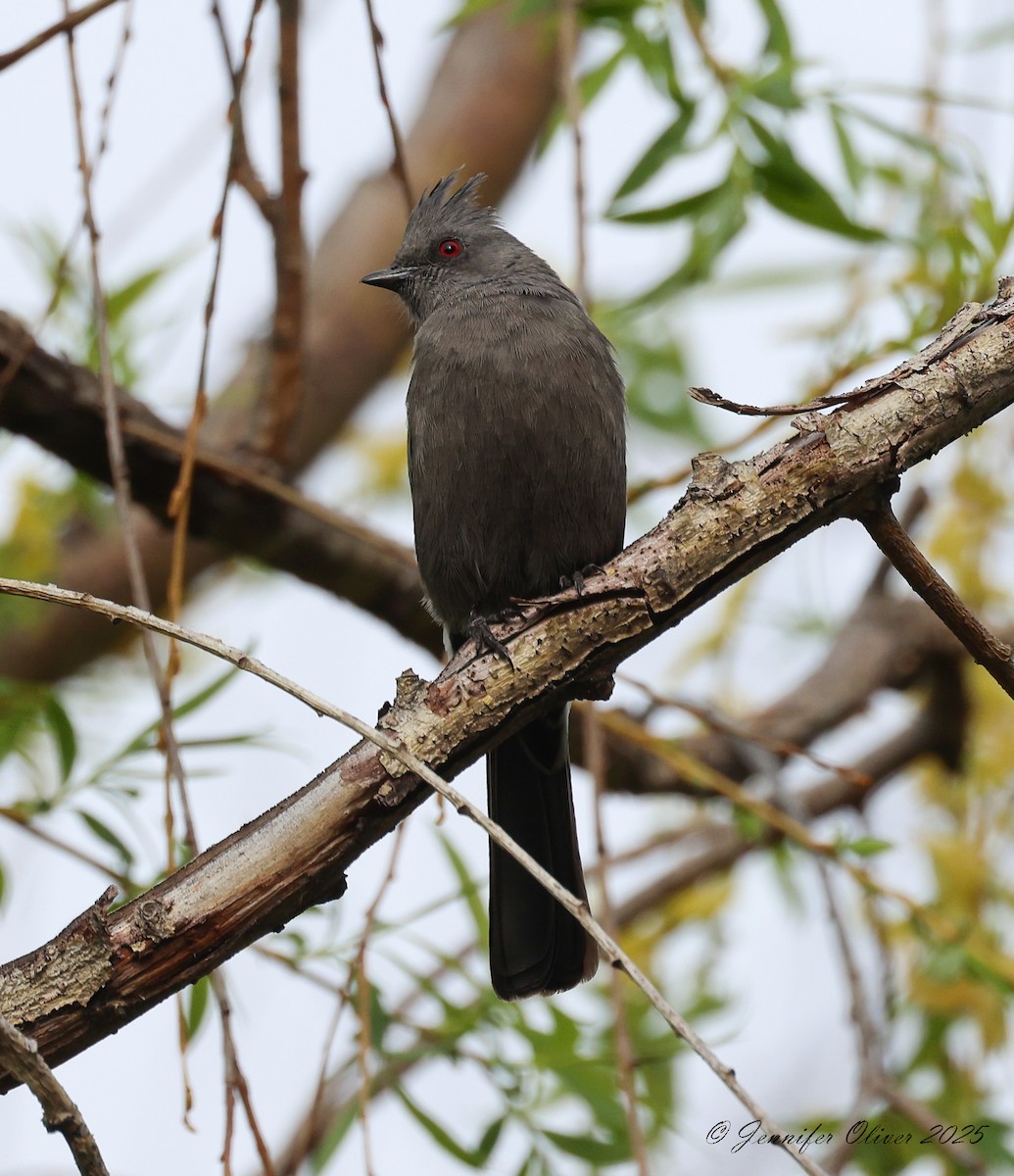 Phainopepla - ML632508474