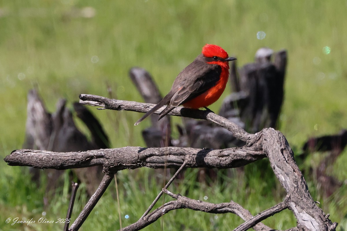 Vermilion Flycatcher - ML632508530