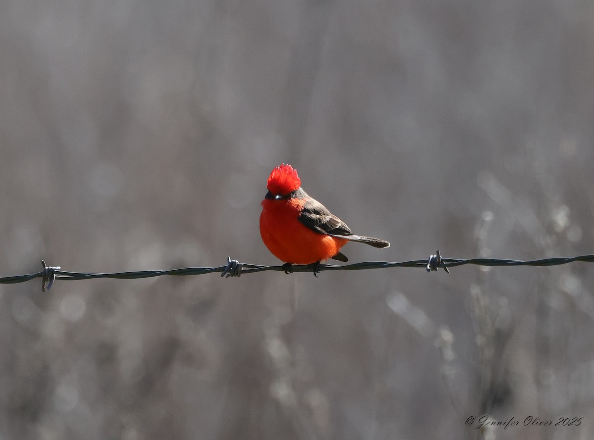 Vermilion Flycatcher - ML632508531