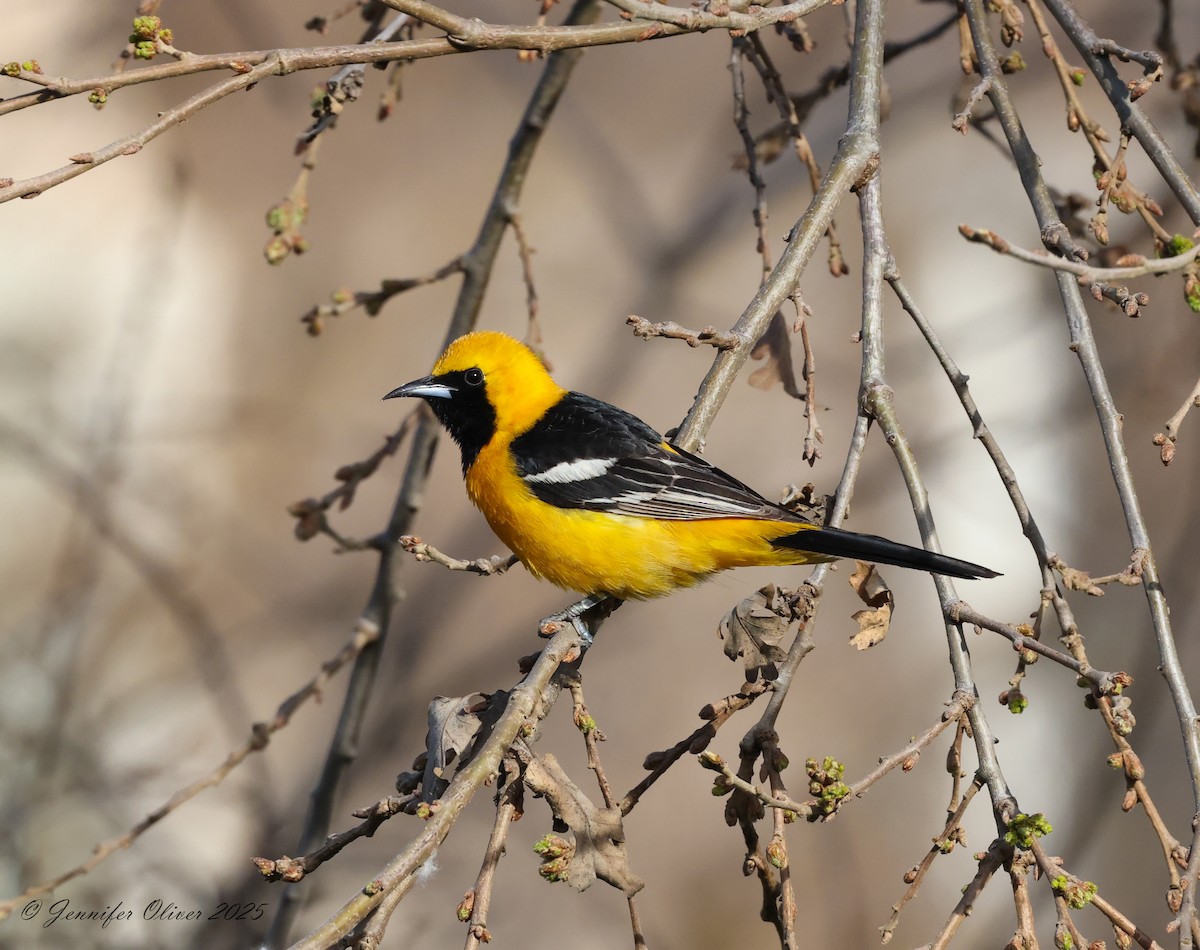 Hooded Oriole - ML632508563