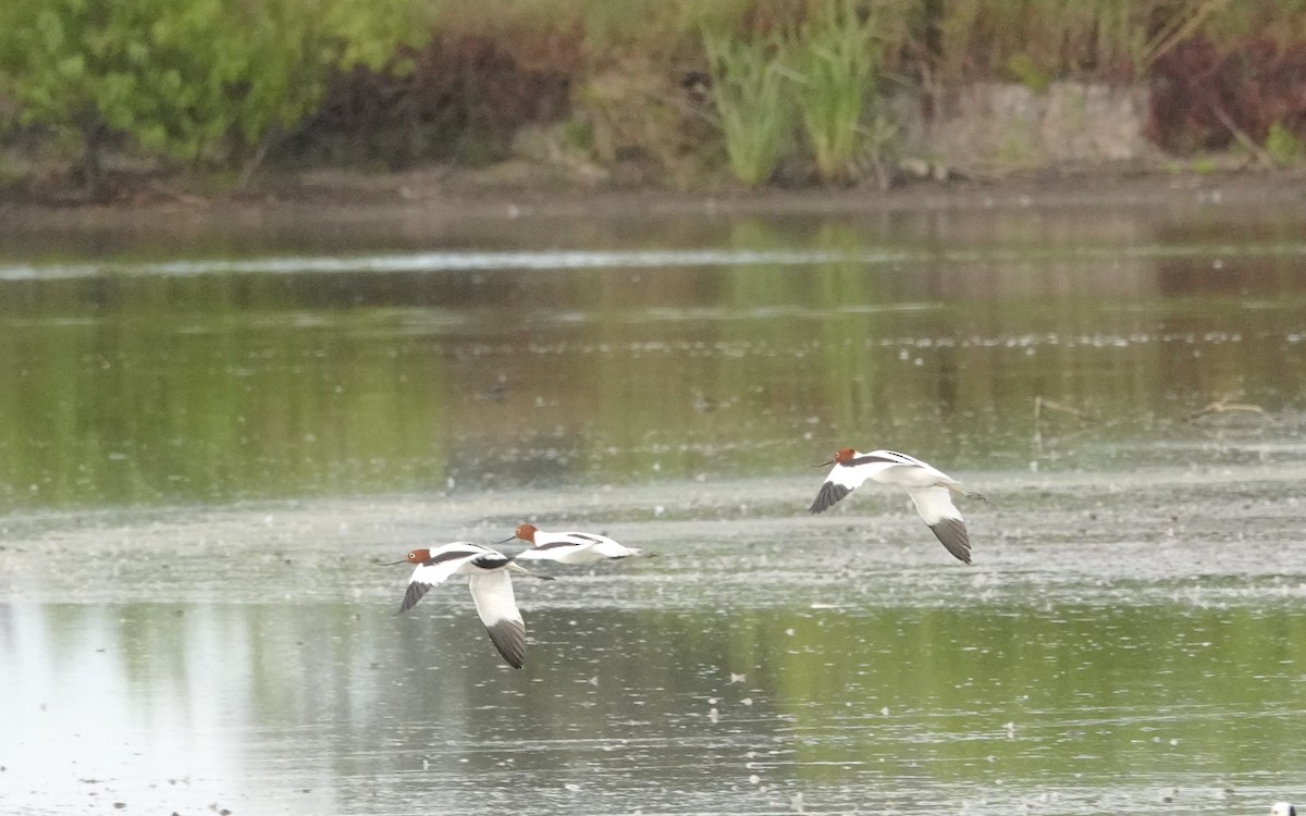 Red-necked Avocet - ML632508608