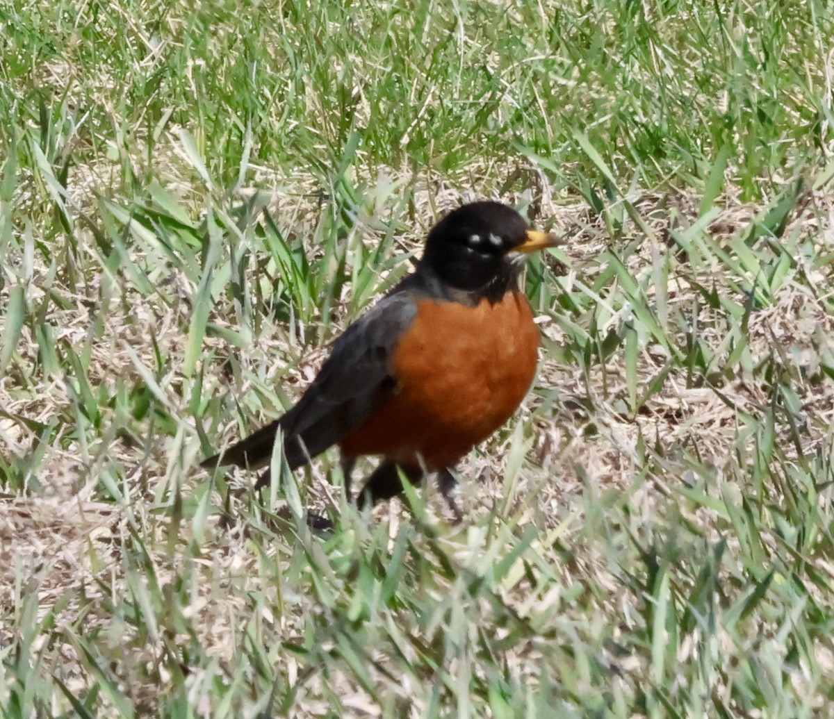 American Robin - ML632508656