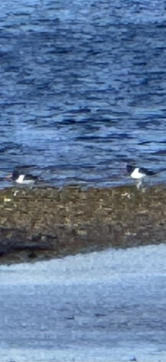 American Oystercatcher - ML632508729