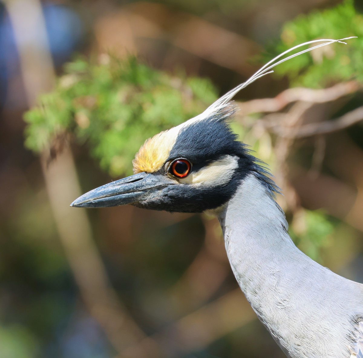 Yellow-crowned Night Heron - ML632508731