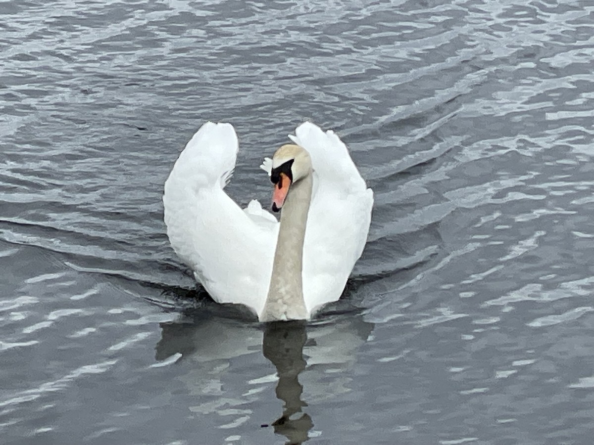 Mute Swan - ML632508752
