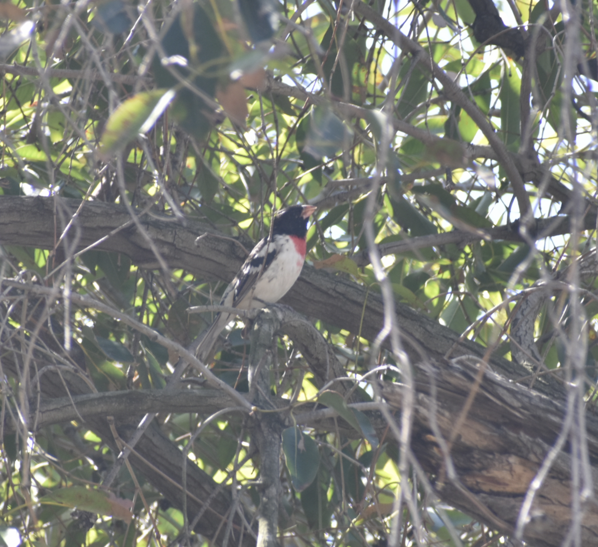 Rose-breasted Grosbeak - ML632508822