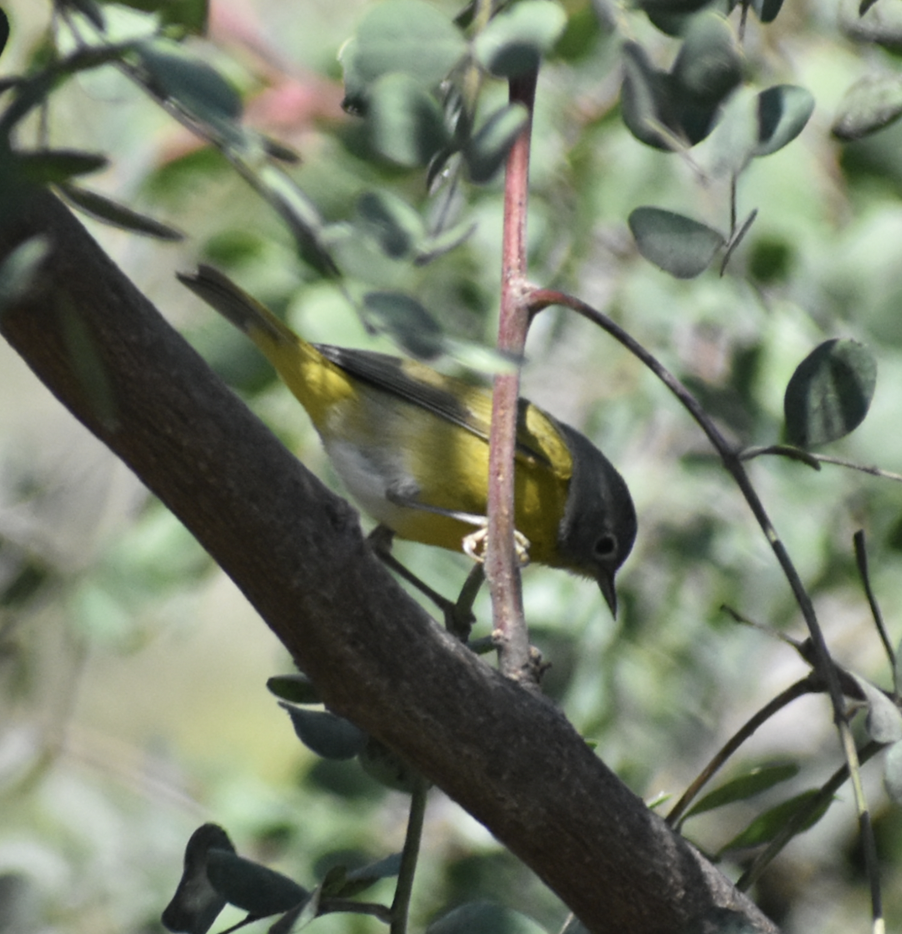 Nashville Warbler - ML632508871