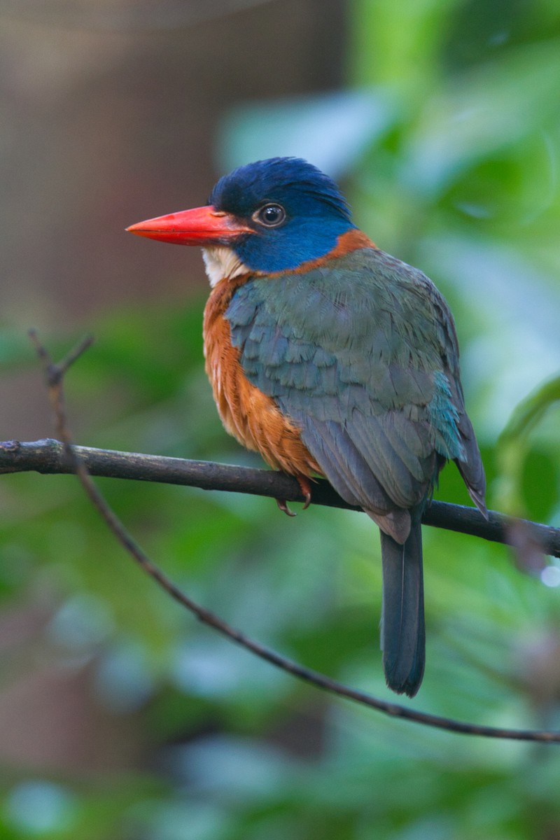Green-backed Kingfisher - ML632508880