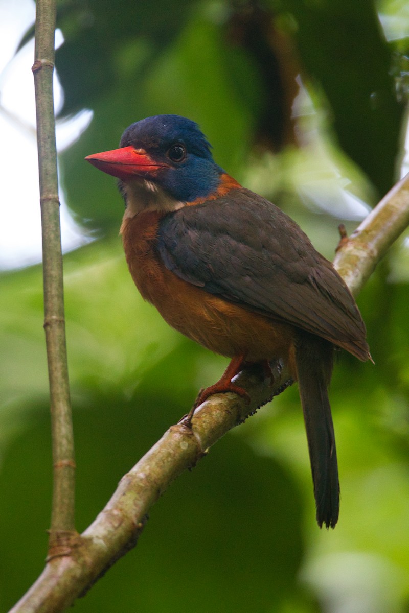 Green-backed Kingfisher - ML632508881