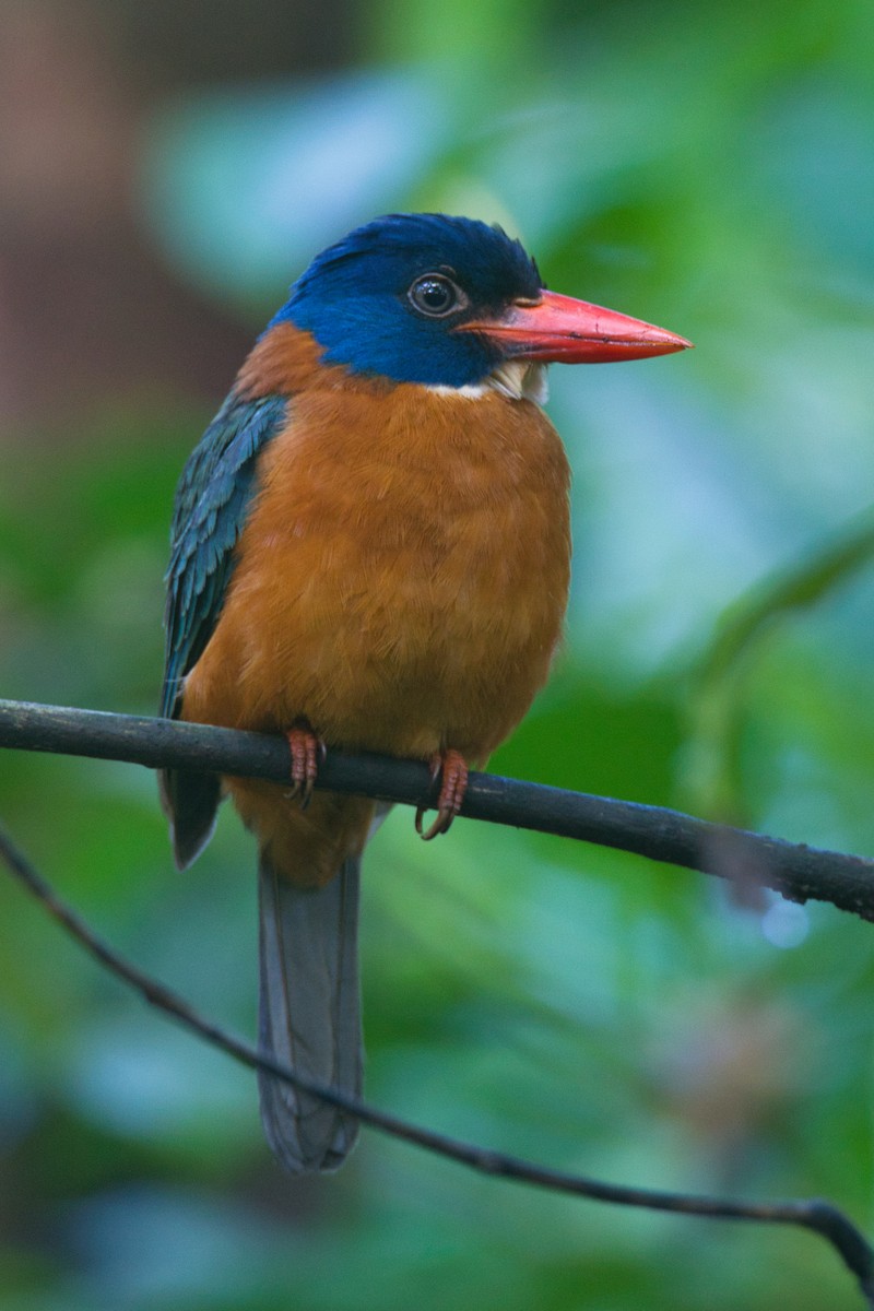 Green-backed Kingfisher - ML632508882
