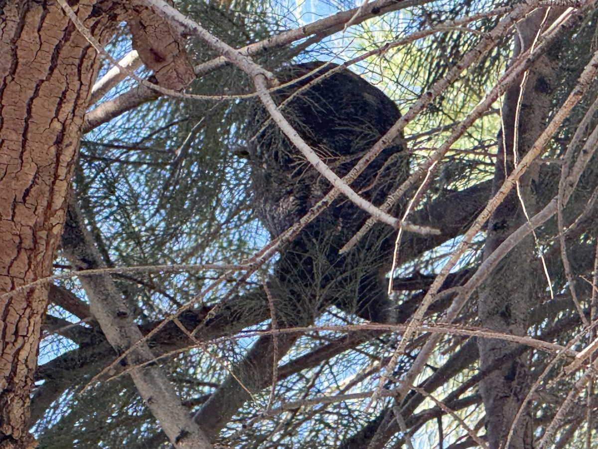 Long-eared Owl - ML632508970