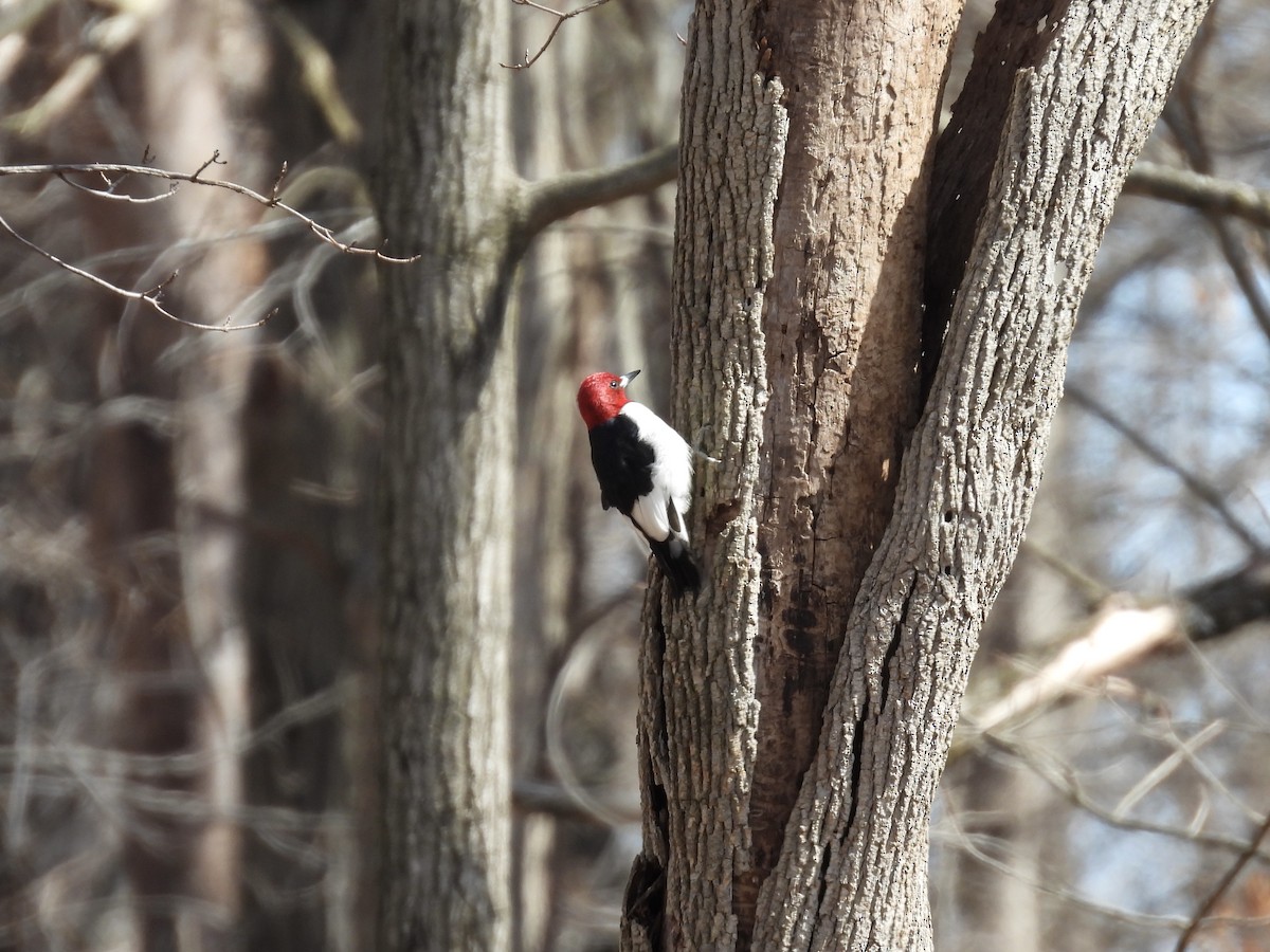Red-headed Woodpecker - ML632509003