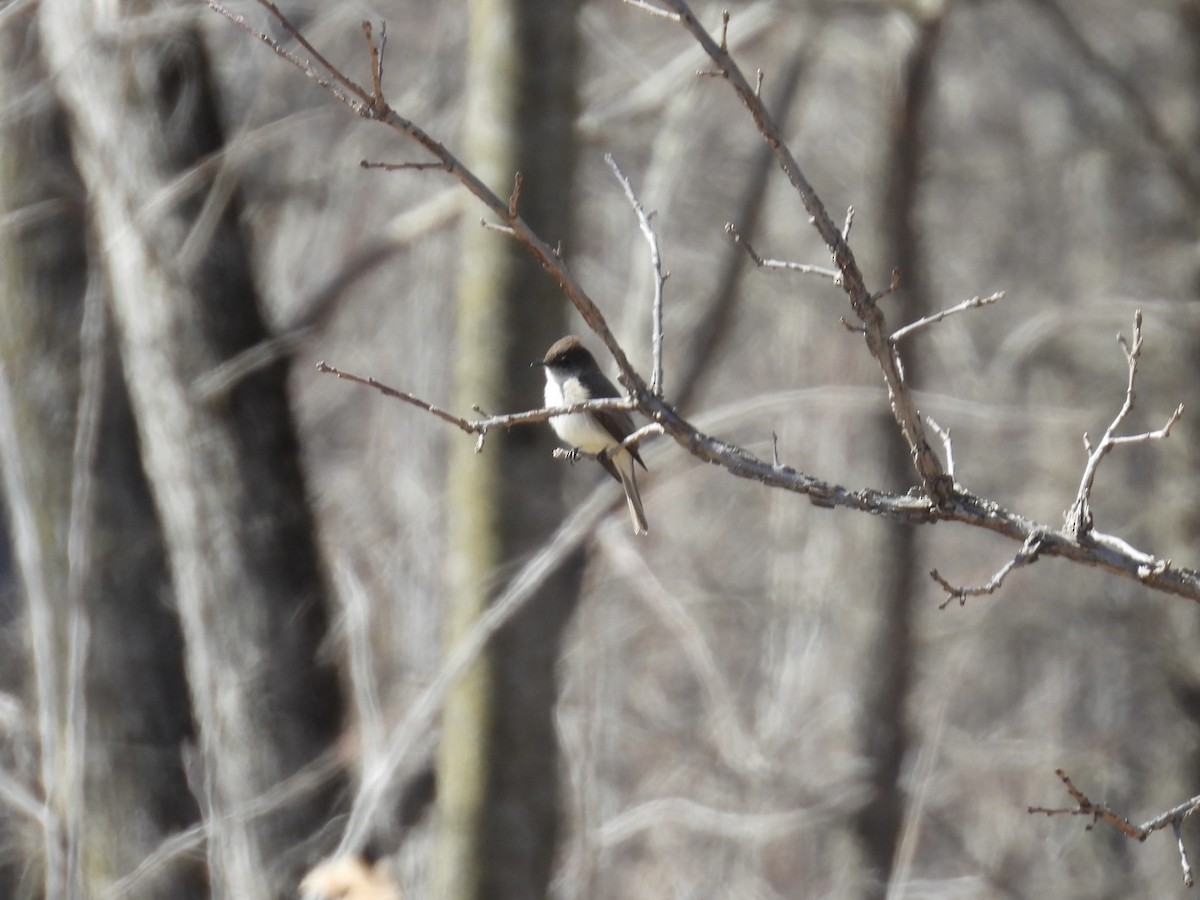 Eastern Phoebe - ML632509026