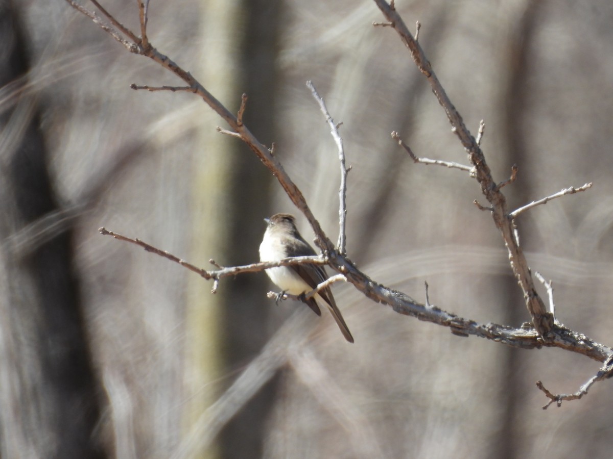Eastern Phoebe - ML632509028