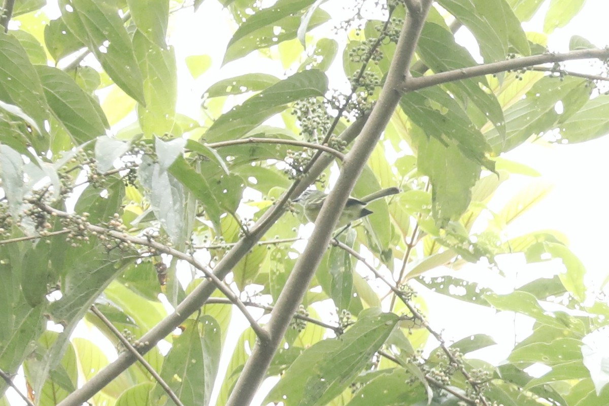 エクアドルヒゲハエトリ - ML632509130