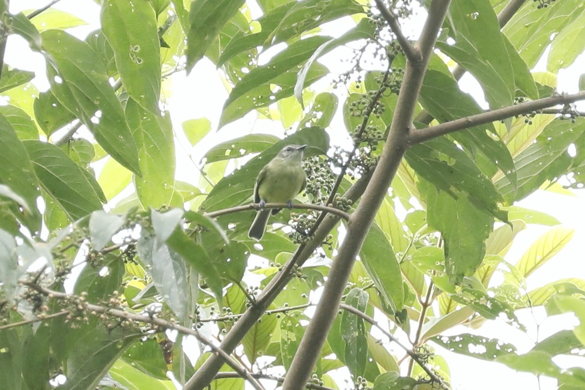 エクアドルヒゲハエトリ - ML632509134