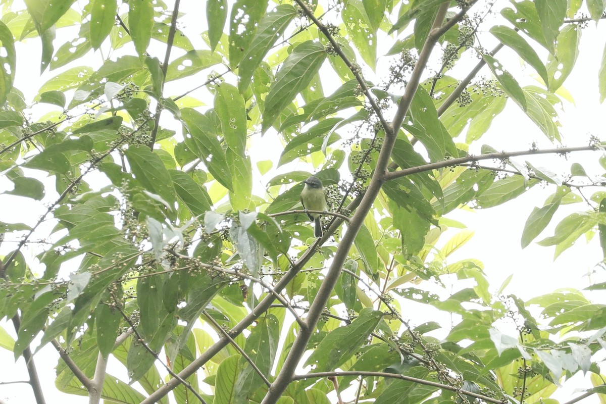 エクアドルヒゲハエトリ - ML632509135