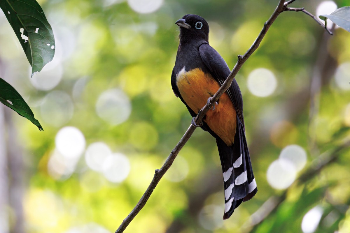 Black-headed Trogon - ML632509251