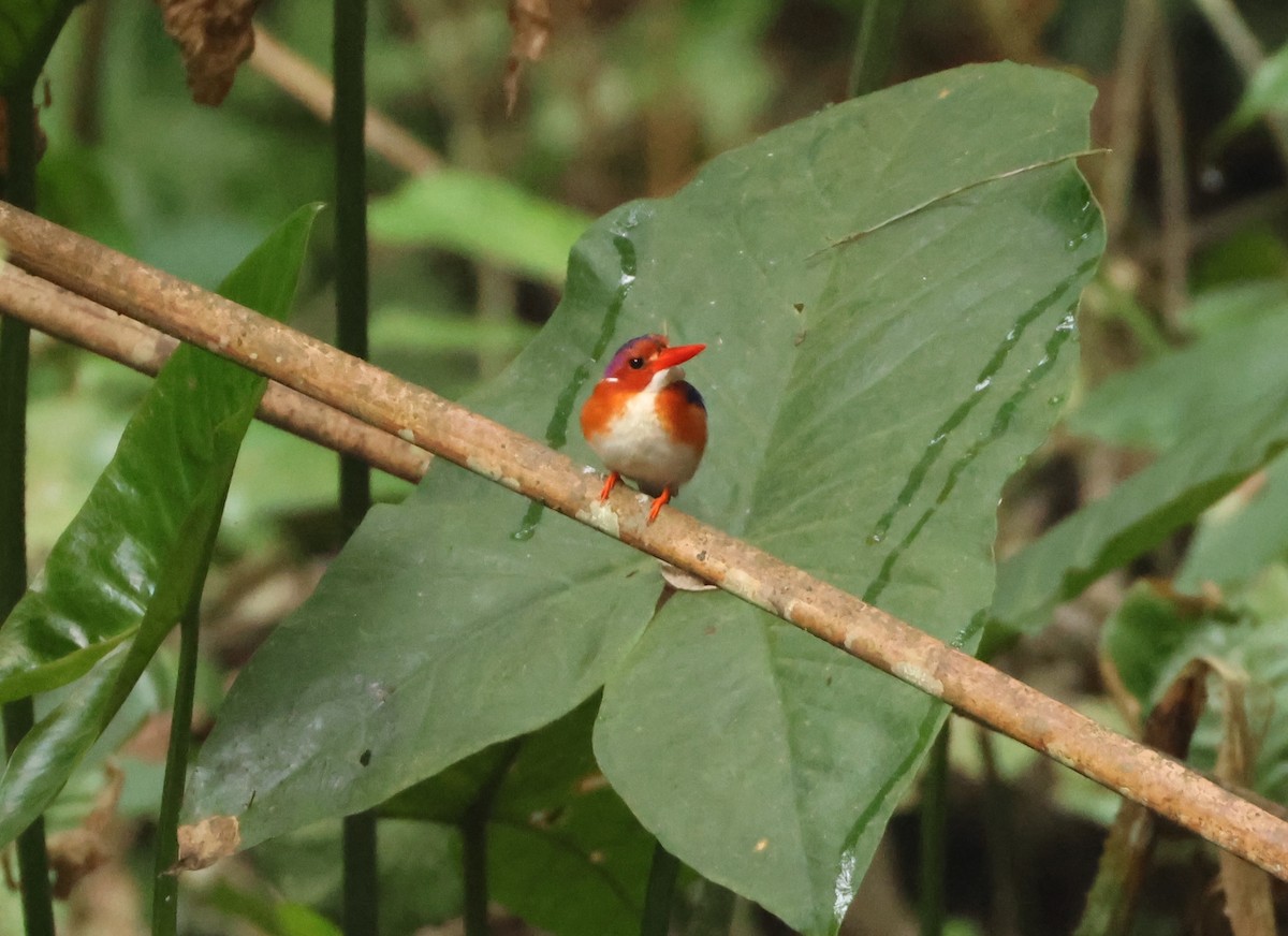 White-bellied Kingfisher - ML632509482