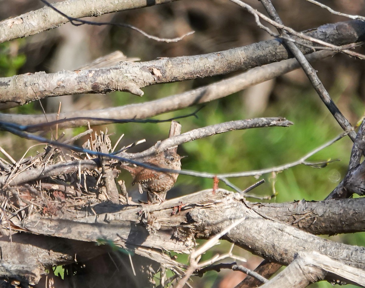 Winter Wren - ML632509659