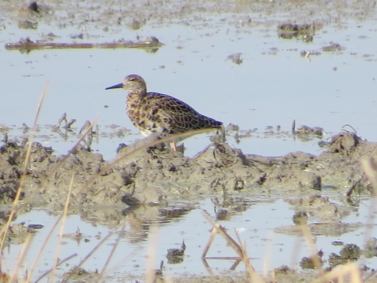 Ruff - ML632509717