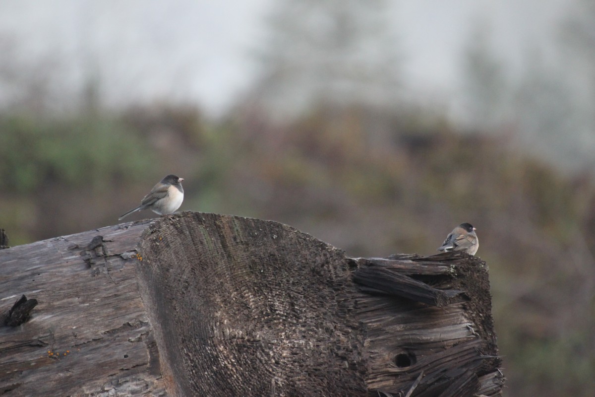 Junco ardoisé - ML632509769