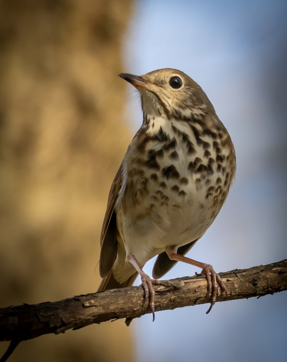 Hermit Thrush - ML632509875