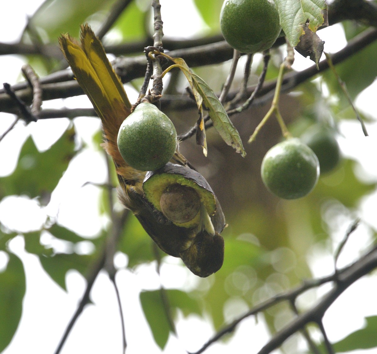 Dusky-green Oropendola - ML632510008