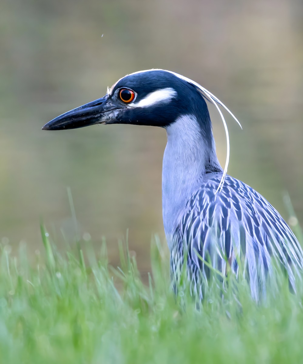 Yellow-crowned Night Heron - ML632510059