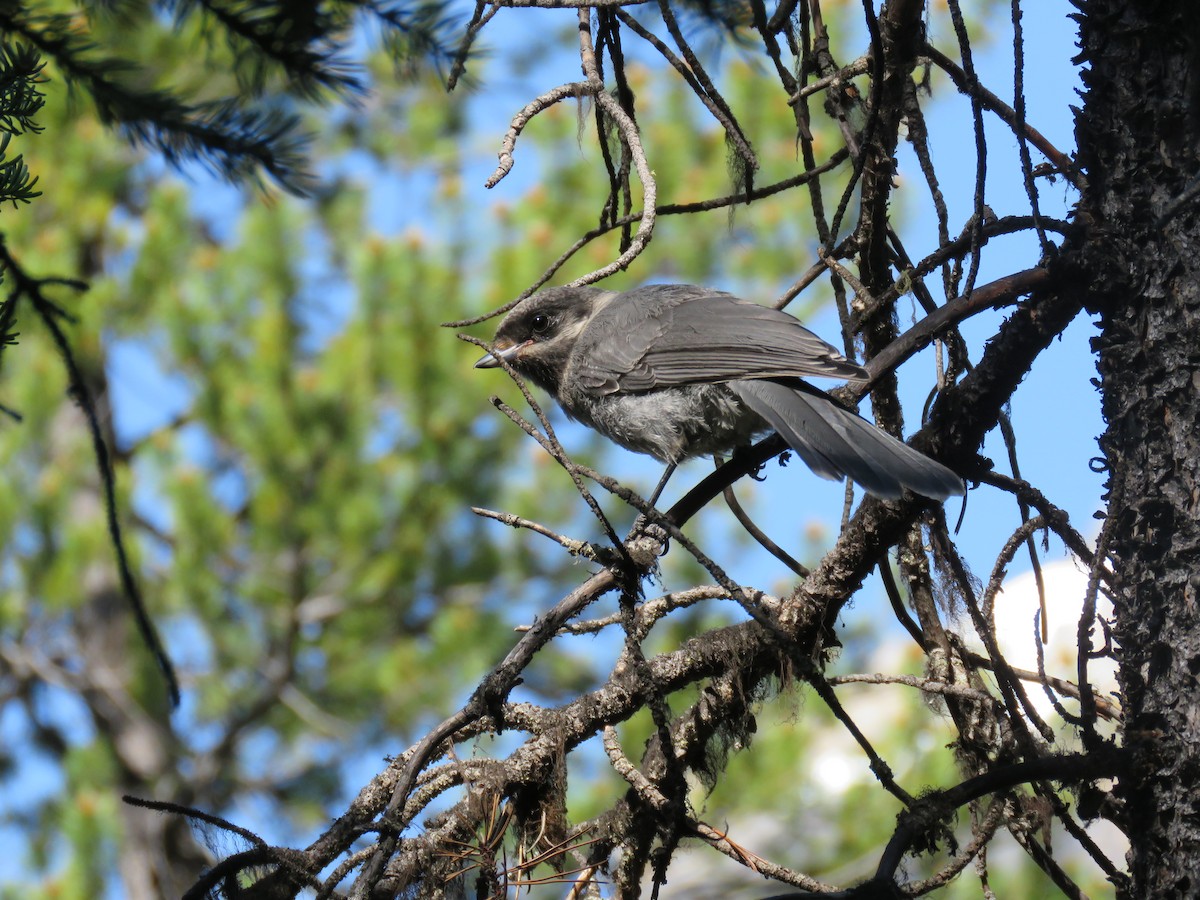 Canada Jay - ML63251011