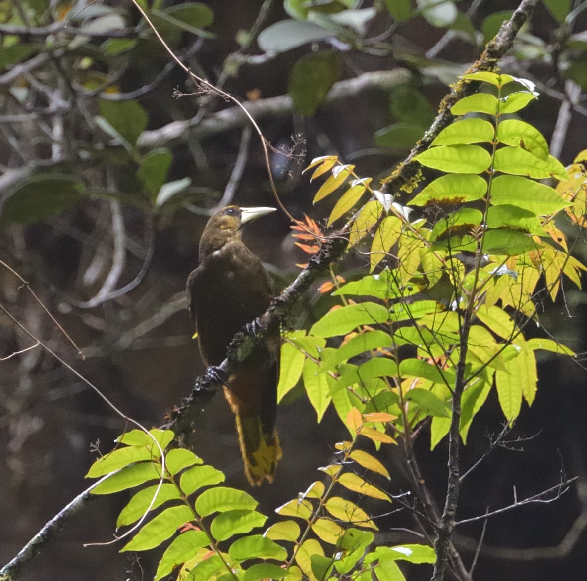 Dusky-green Oropendola - ML632510119