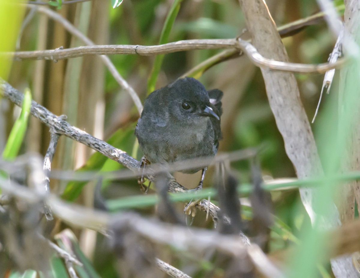 Marsh Tapaculo - ML632510134