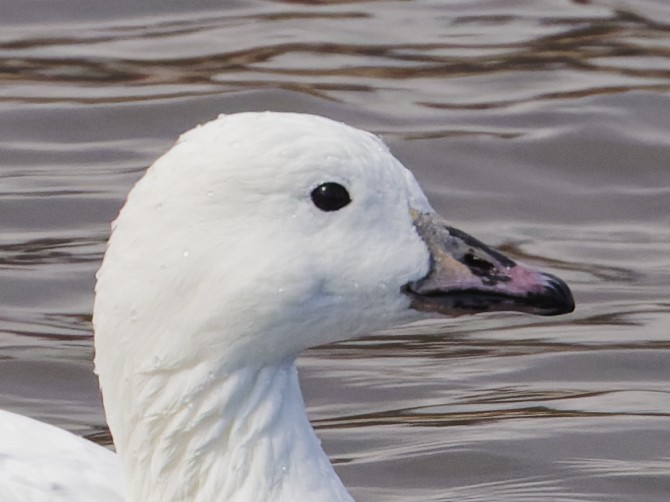 Snow Goose x Brant (hybrid) - ML632510431