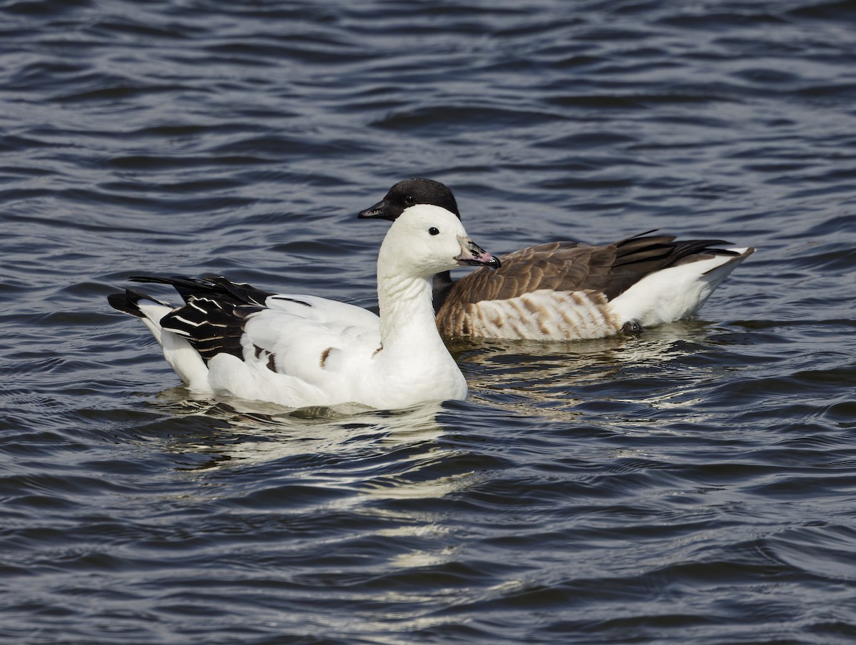 Snow Goose x Brant (hybrid) - ML632510435
