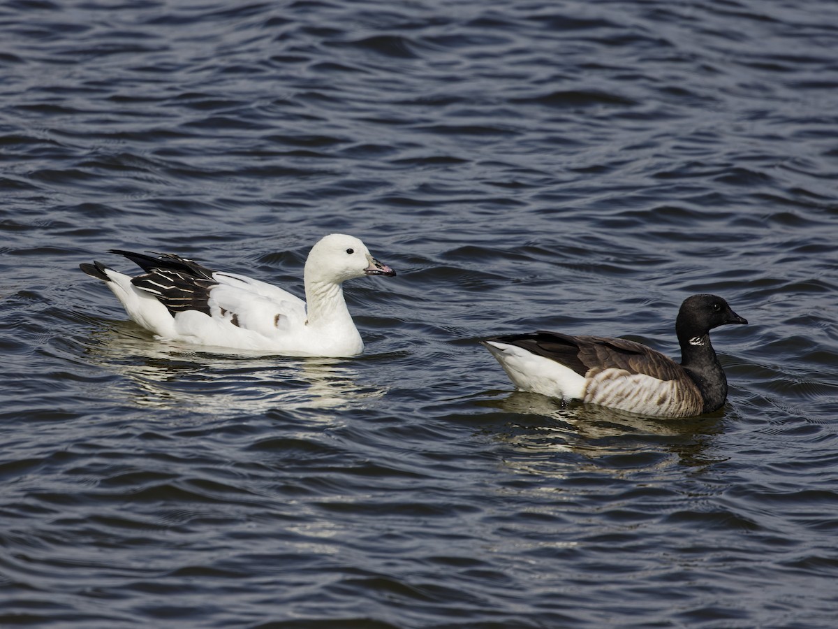 Snow Goose x Brant (hybrid) - ML632510436