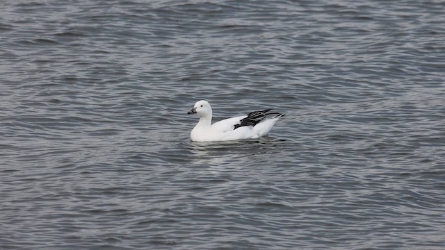 Snow Goose x Brant (hybrid) - ML632510439